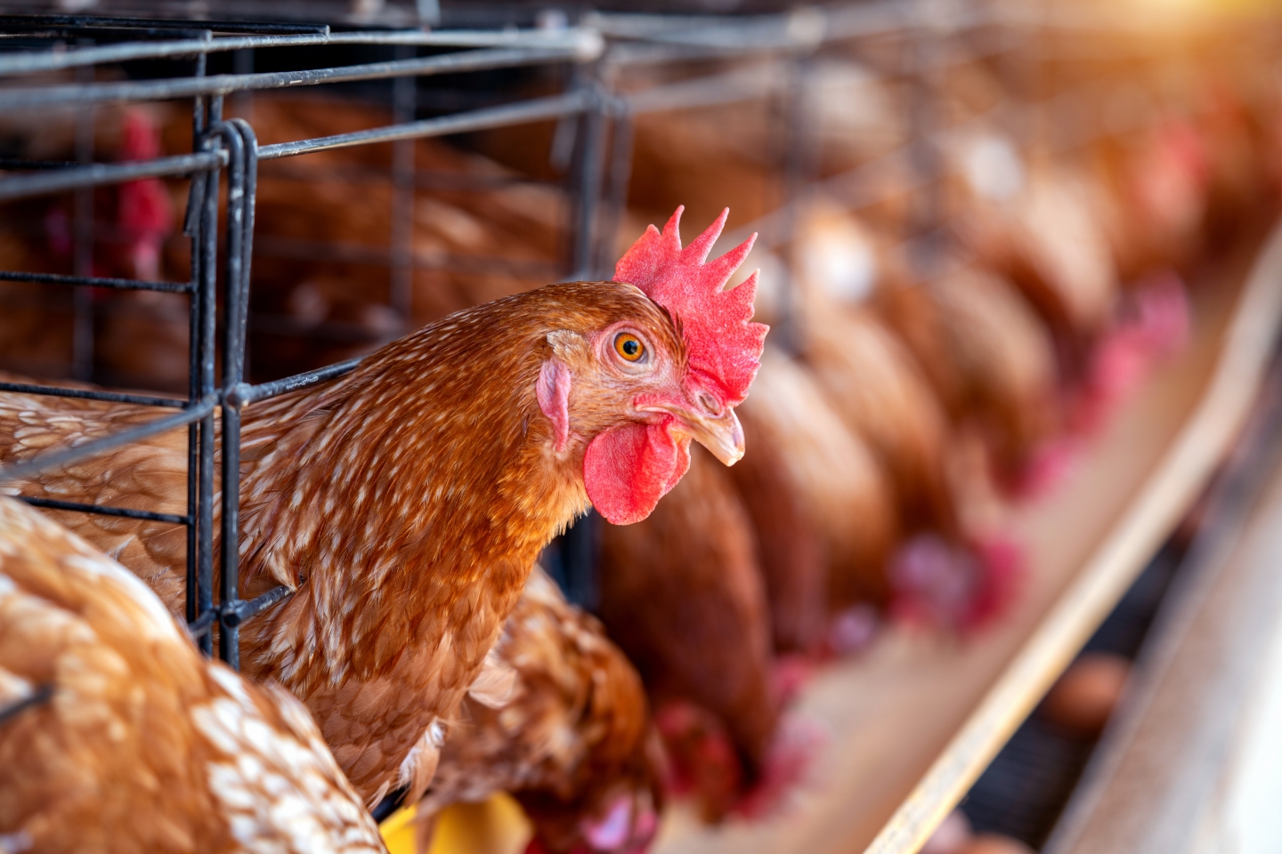 將保健食品原料添加在動物飼料中，如雞飼料等，飼料可改善動物的育成率及免疫力
